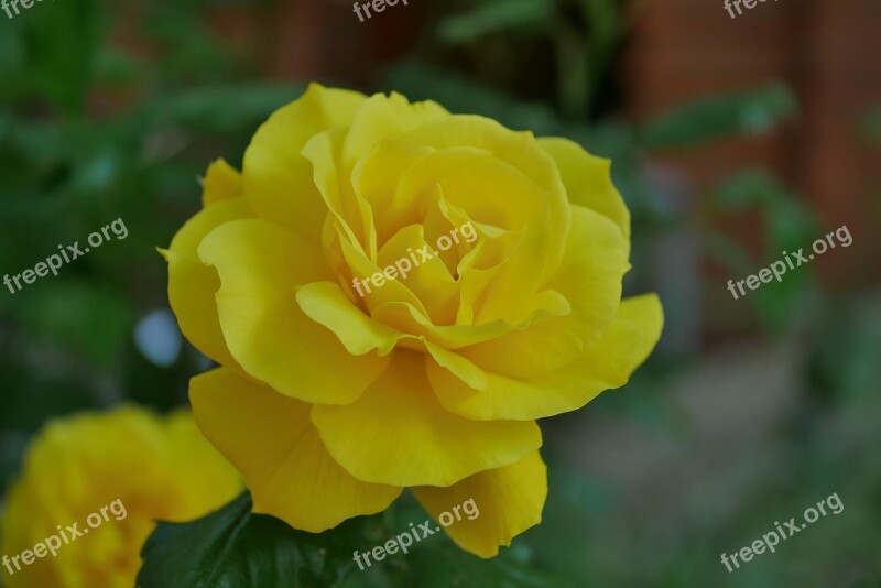 Flower Rose Yellow Rose Blooms Free Photos