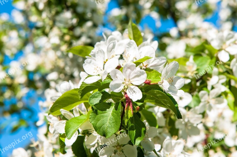 Flowers Apple Tree Apple Flower Apple Blossoms Bloom