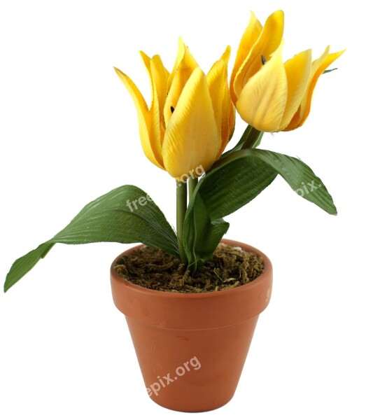 Flower Flower Pot Nature Spring Bloom