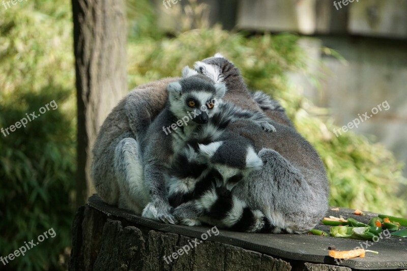 Lemurs Animals Nature Zoo Free Photos