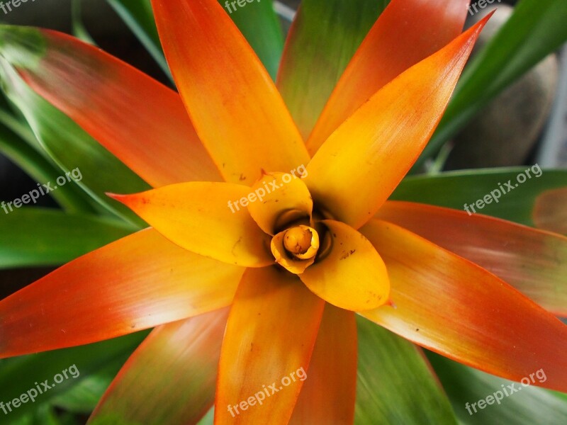 Potted Plant Exotic Green Red Orange Leaves