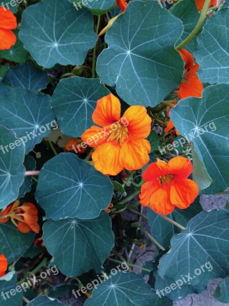 Nasturtium Orange Flower Leaves Peppery Salads