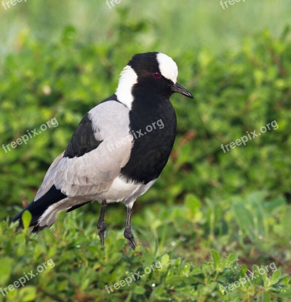 Blacksmith Plover Blacksmith Lapwing Bird Nature Wildlife