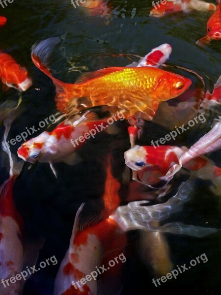 Koi Fish Fish Pond Pond Golden Water