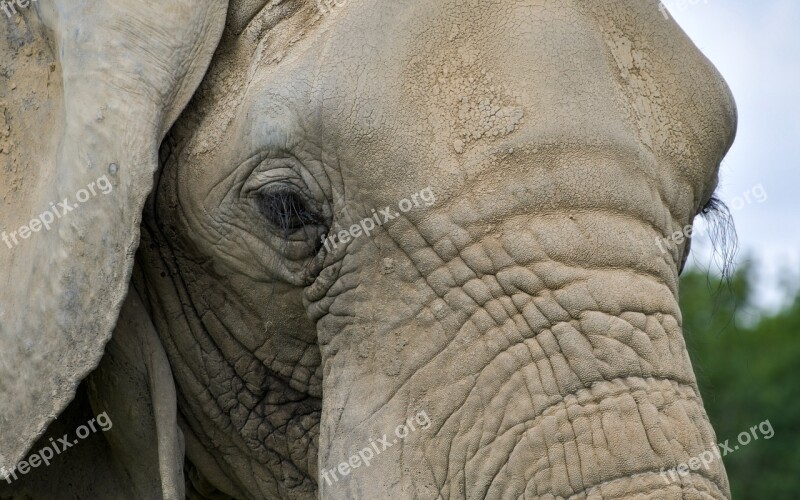 Elephant Close Up Eyelashes Free Photos