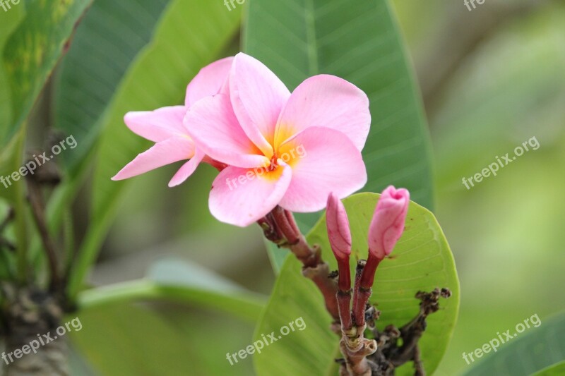 More Information Fragrapanti Flowers Frangipani Frangipani Flowers