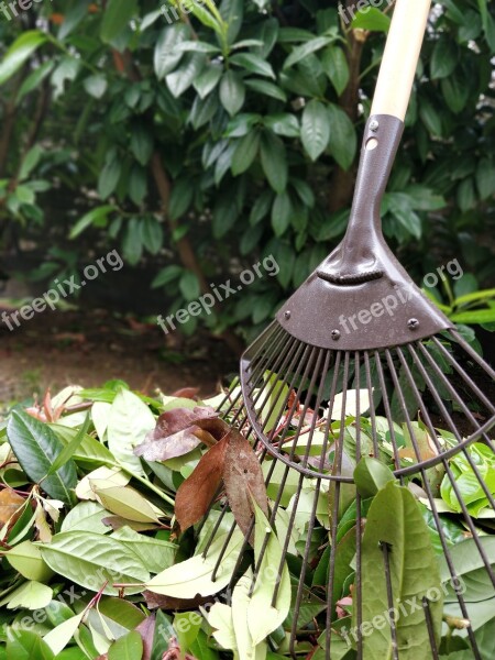 Gardening Leaves Rake Shrub Free Photos