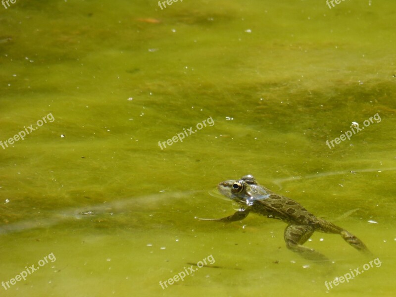 Frog Raft Batrachian Pond Algae