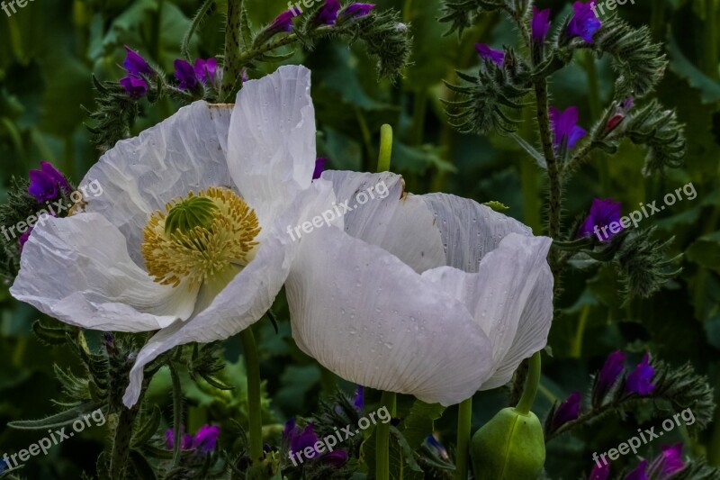 España La Bella Spain Toledo White Amapolas Rocio