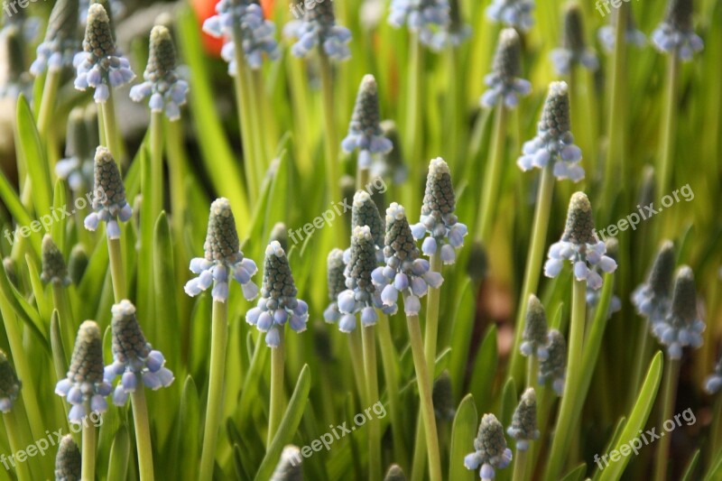 Muscari Traubenförmige Inflorescences Inflorescences Muscari Armeniacum Armenian Traubenhyazinthe