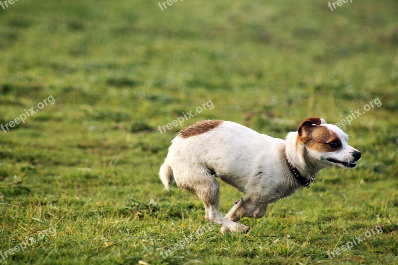 Dog Field Dog Playing Small Dog Pet