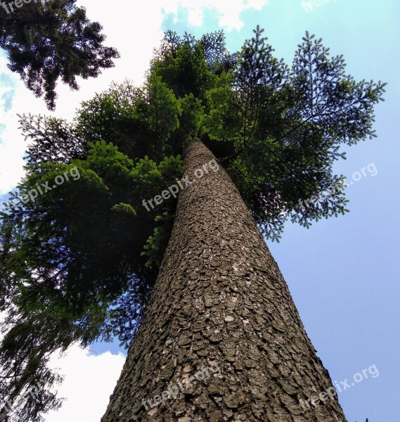 Tree Needles Blue White Brown