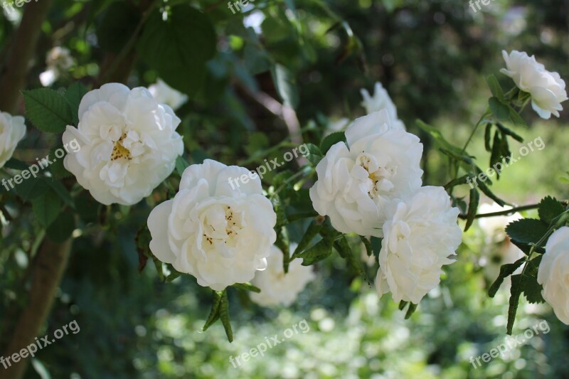 Rose Flower Rose Flower Blooming Flower Rose Garden