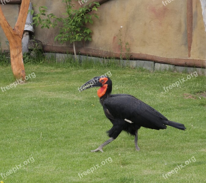 Ground-hornbill Animal Bird Wild Bird Nature