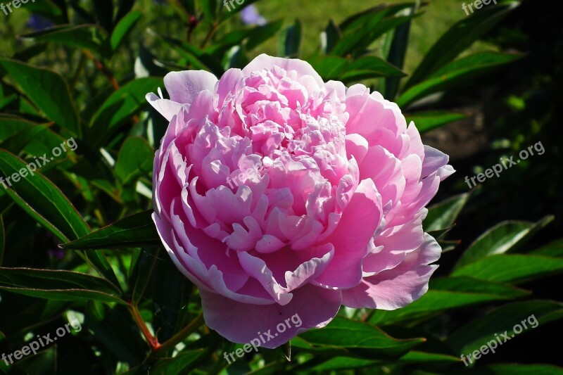 Peony Flower Garden Nature Closeup