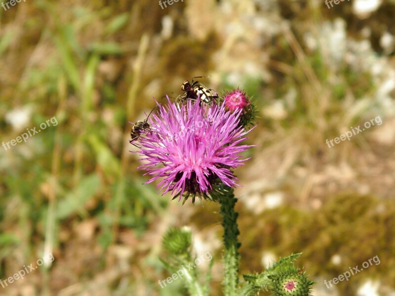 Thistle Beetles Free Photos