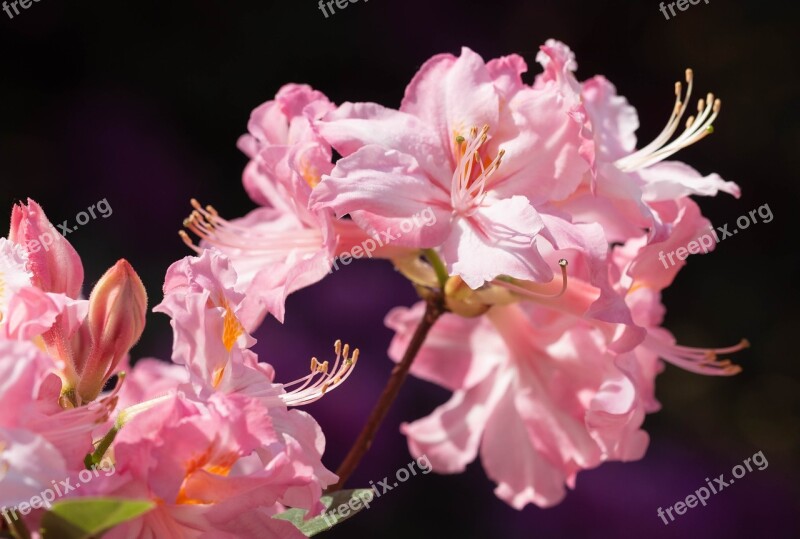 Azalea Azaleas Rhododendron Flower Spring