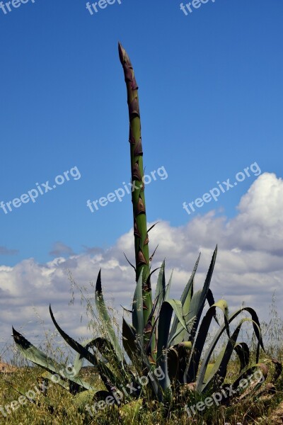 Algarve Flowers Flourishing Tree Plant Spring