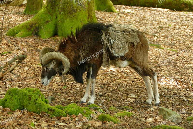 Goat Ram Hear Mammal Fauna