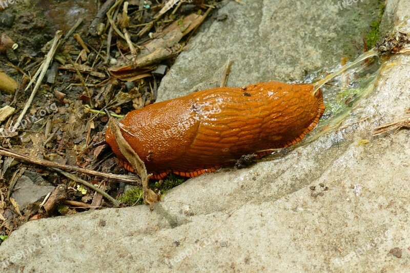 Snail Slug Mollusc Gastropoda Mollusca