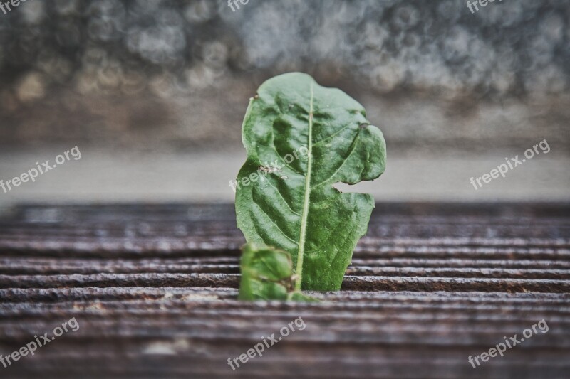 Leaf Abandoned Lonely Survive Green