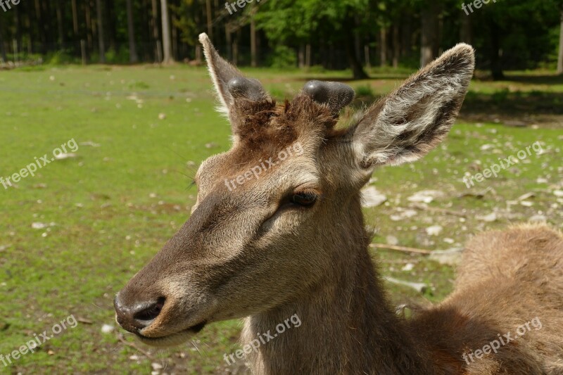 Deer Animal Mammal Male Nature