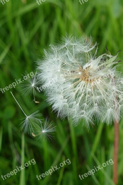 Dandelion Flora Lint Seed Propagation