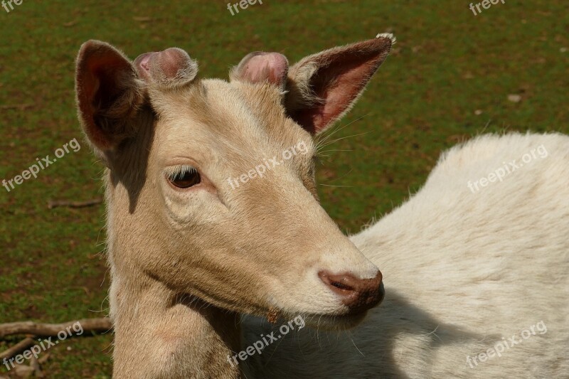 Deer Animal Mammal Male Nature