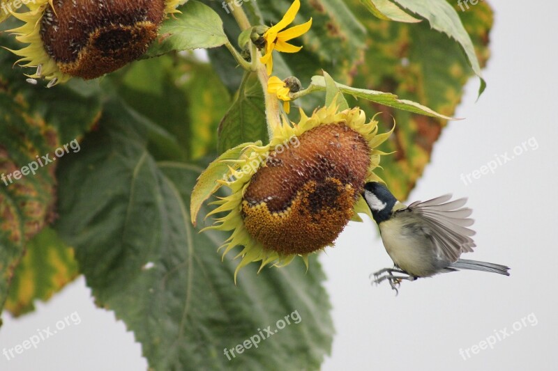 Tit Has Hunger Free Photos