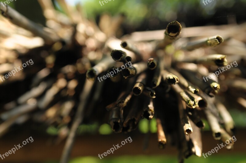 Sticks Macro Blur Edge Free Photos