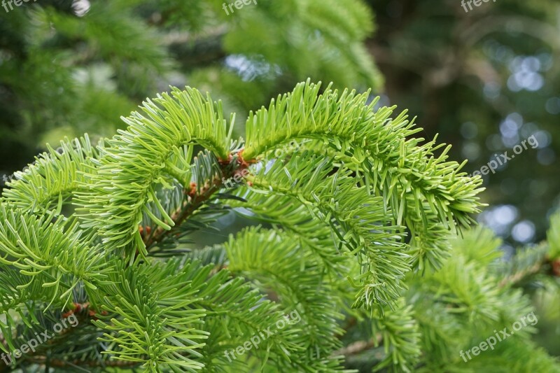 Fir Tree Branch Green Tannenzweig Pine Needles