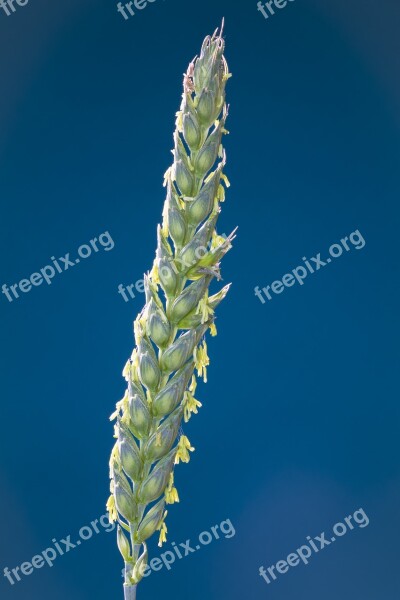 Wheat Cereals Bloom Ear Wheat Grains