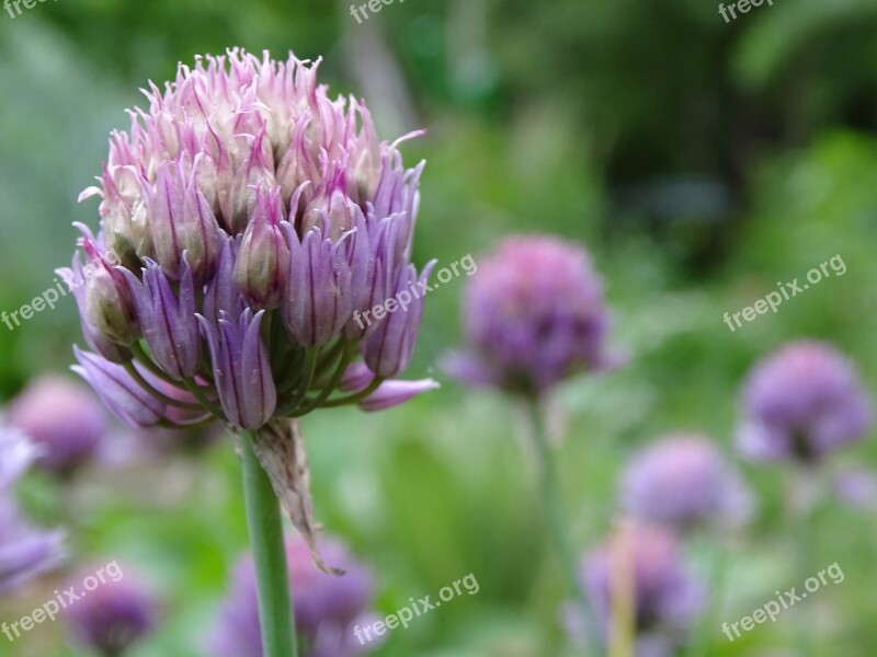 Chives Chives Blossom Culinary Herbs Herb Garden Free Photos