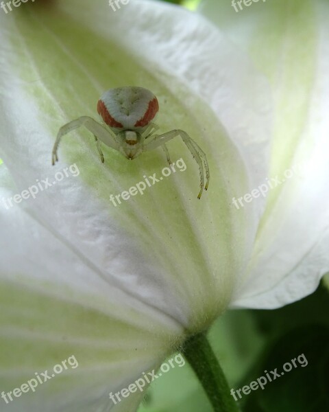 Dorsata Adjustment Spider Goldenrod Crab Spider Close Up