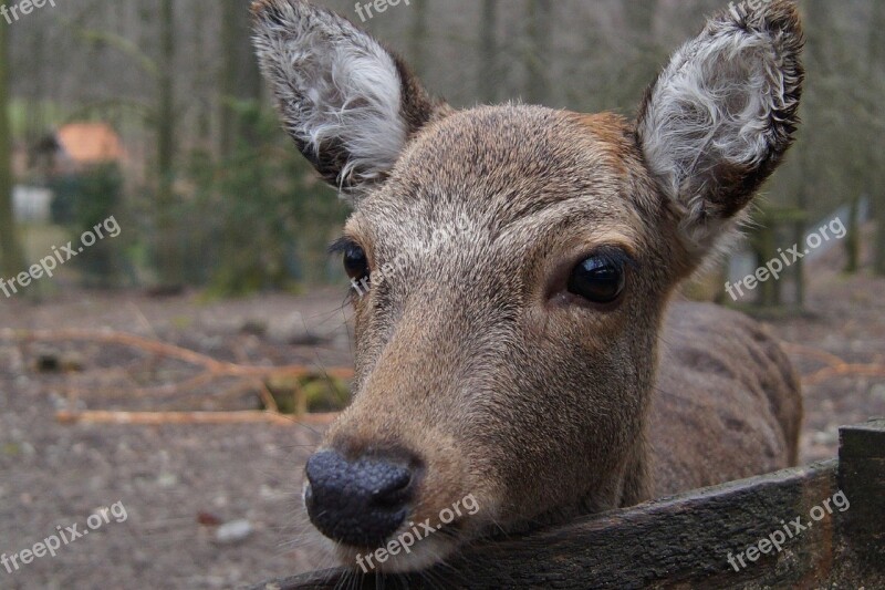 Roe Deer Animal Mammal Wild Nature