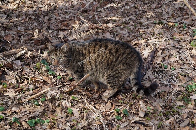 Cat Leaves Disguised Mackerel Kitten