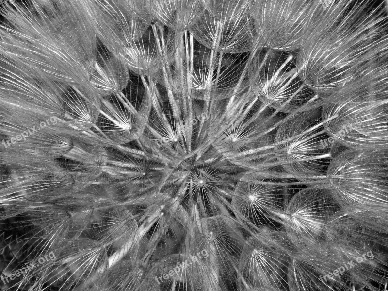 Dandelion Angelito Seed Plant Architecture Cottony