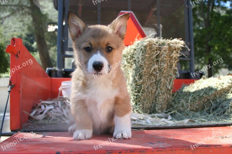 Corgi Puppy Portrait Breed Free Photos