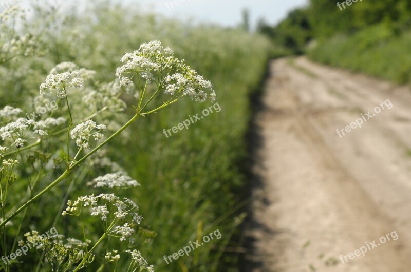 Lane Iłża Flower Shoulder Sand