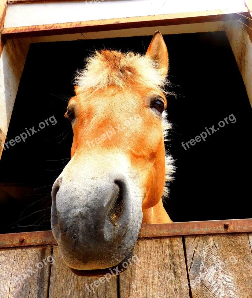 Horse Stall Nature Equestrian Reiterhof