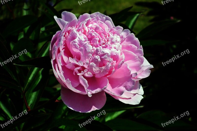 Flower Peony Pink Garden Closeup