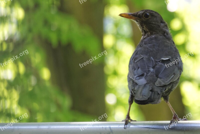 Blackbird Vigilant Balcony Free Photos