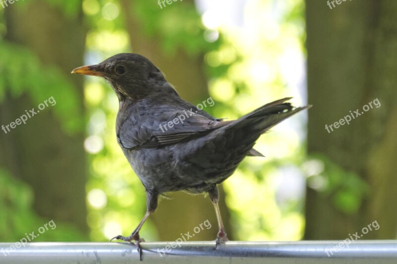 Blackbird Balcony Free Photos