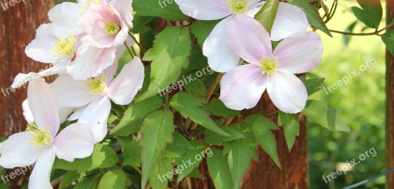 Clematis Flower Climber Garden Blossom