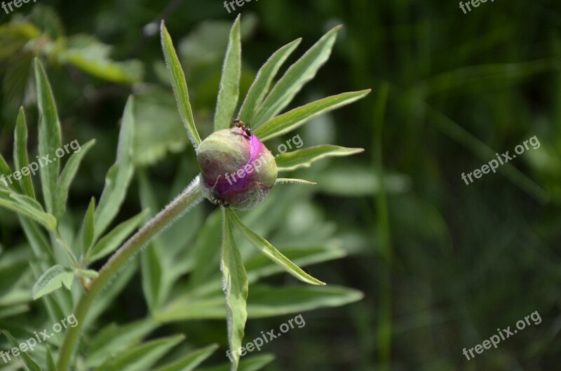 Peony Button Peony Flower Spring Peony Button