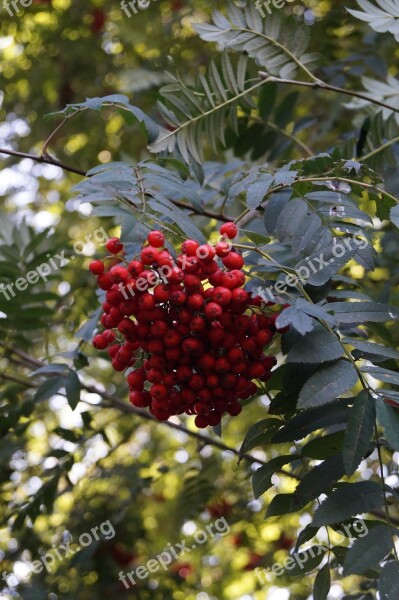 Berries Leaves Nature Berry Red Red