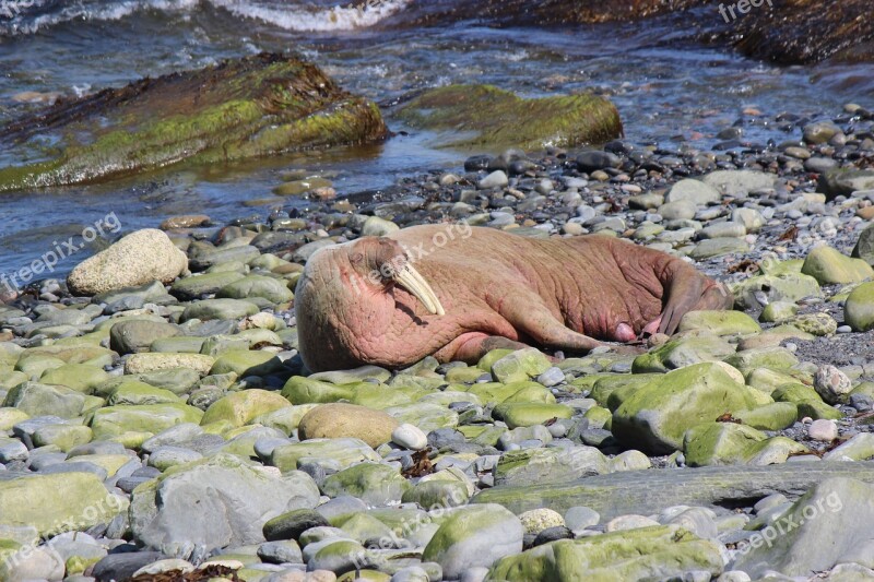 Walrus Walrus Scotland Walrus Wick Harbour Wally The Walrus Free Photos