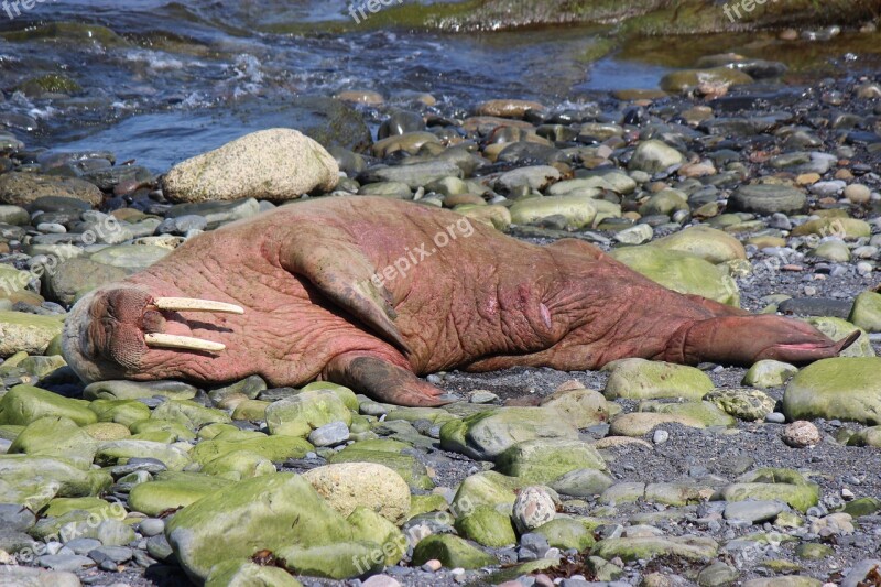 Walrus Walrus Scotland Walrus Wick Harbour Wally The Walrus Free Photos