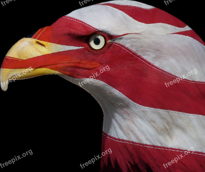 Usa United States Freedom Bald Eagle Patriotic