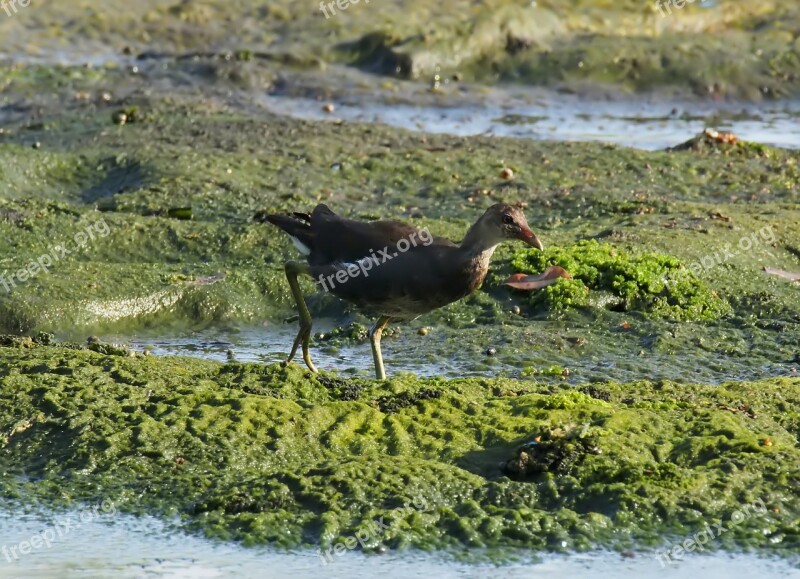 Juvenile Common Moorhen Wild Wildlife